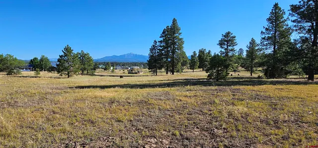 a view of a yard with plants and trees