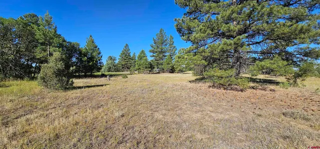 a view of dirt field with trees