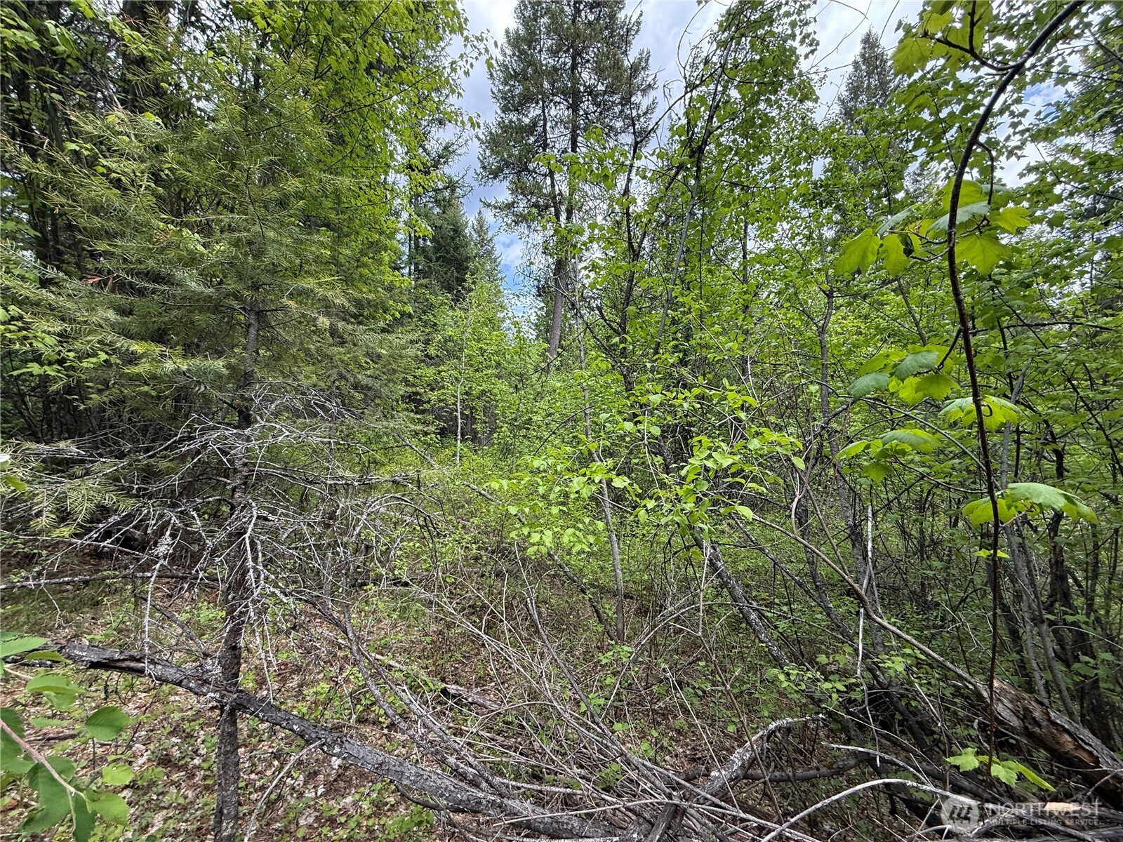 0 Knob Hl Road East Republic, WA 99166 - Photo 15 of 31 a view of a yard with a tree
