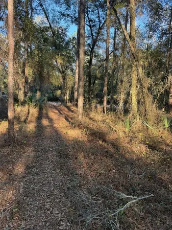 a view of a forest with trees