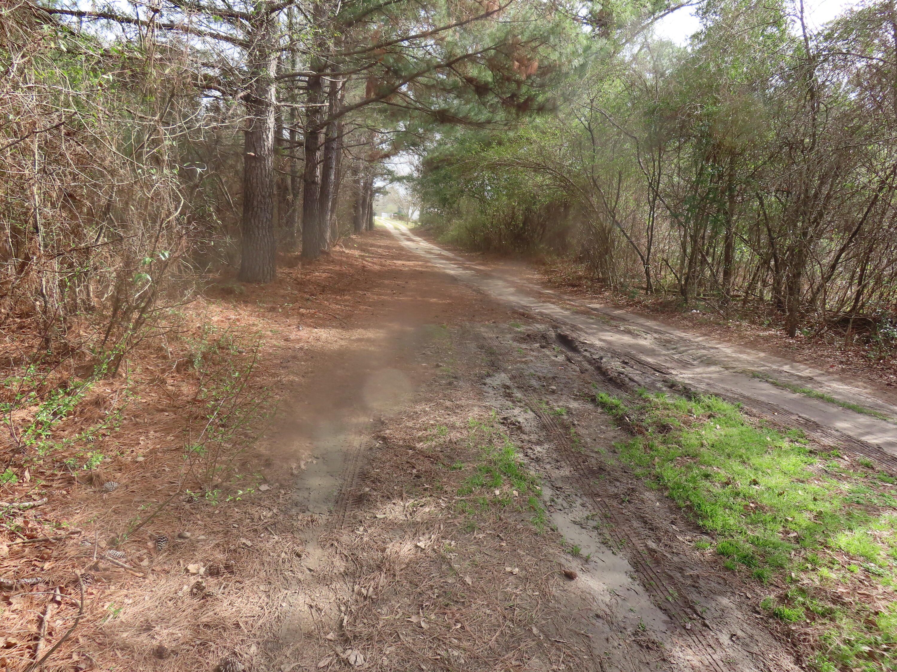 183 Oilers Drive Eutawville, SC 29048 - Photo 2 of 4 IMG_2460