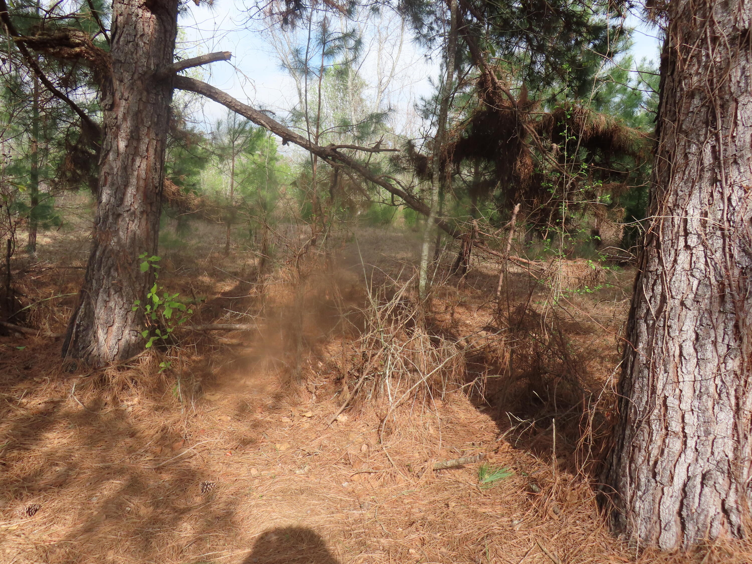 183 Oilers Drive Eutawville, SC 29048 - Photo 4 of 4 IMG_2458