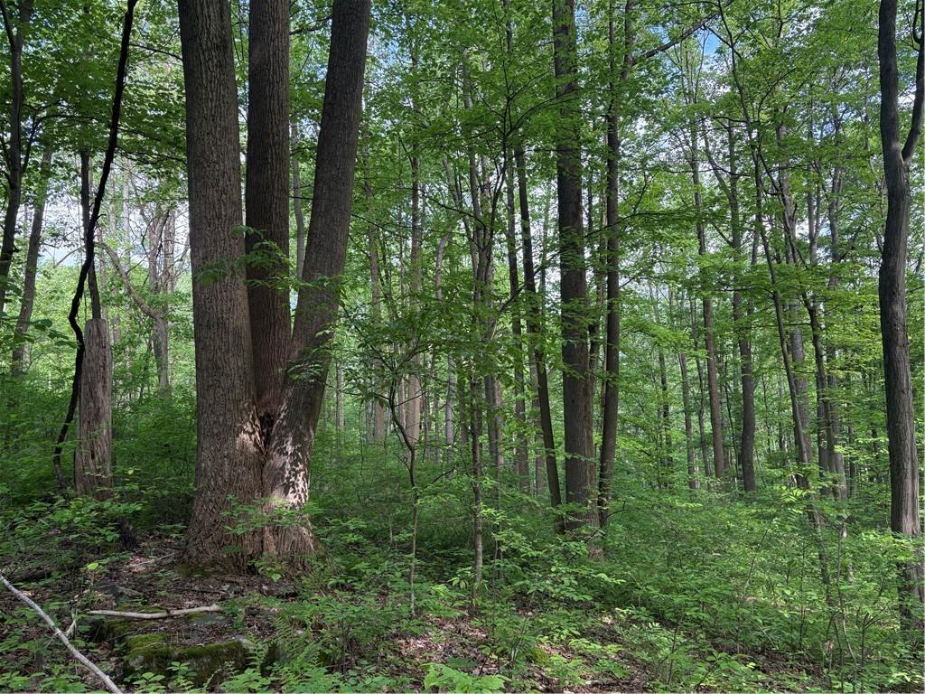 Lot 1 Cottonwood Road Acme, PA 15610 - Photo 3 of 25