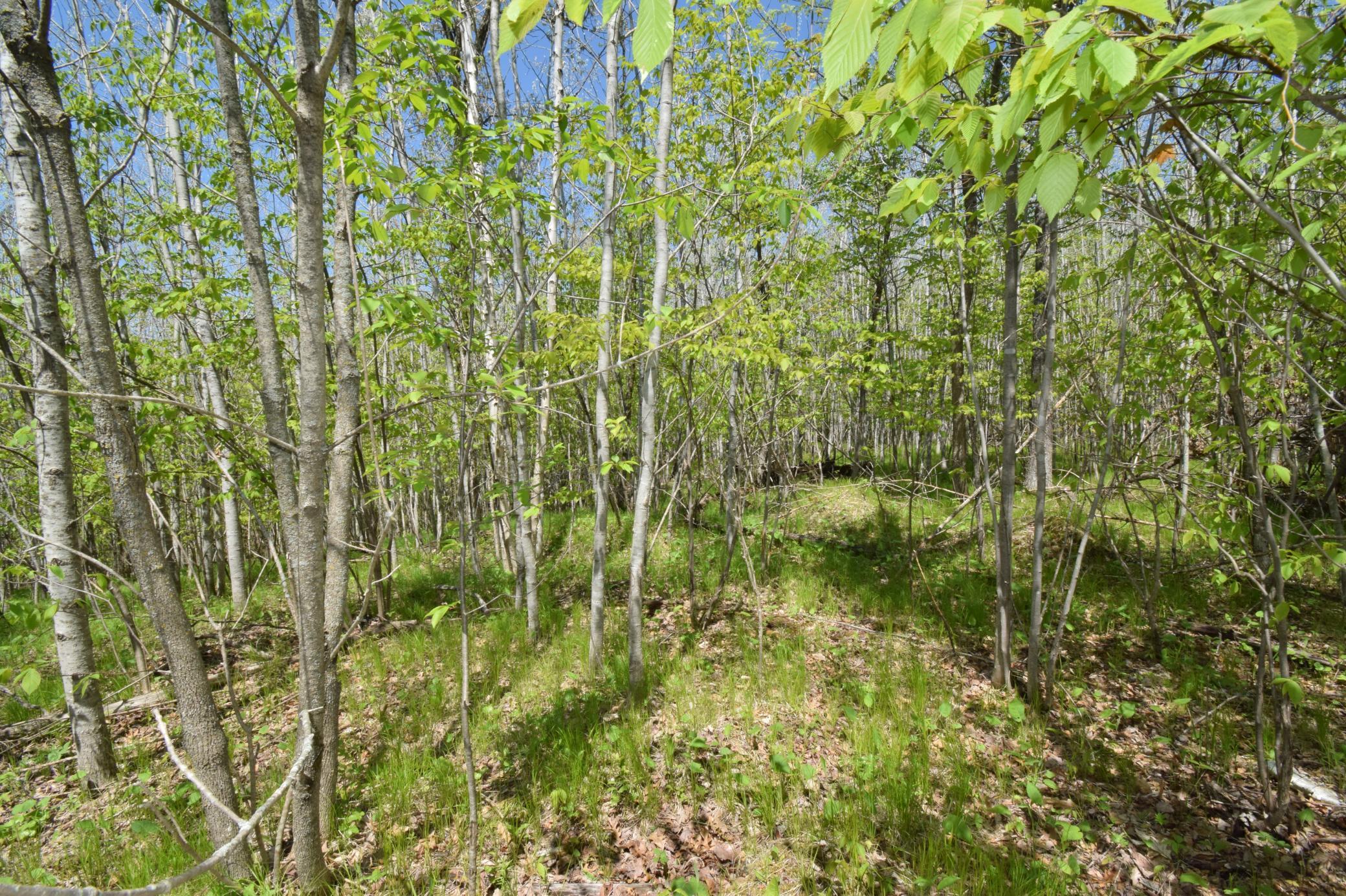 Lot 10 Fremsted Road Danbury, WI 54830 - Photo 5 of 28