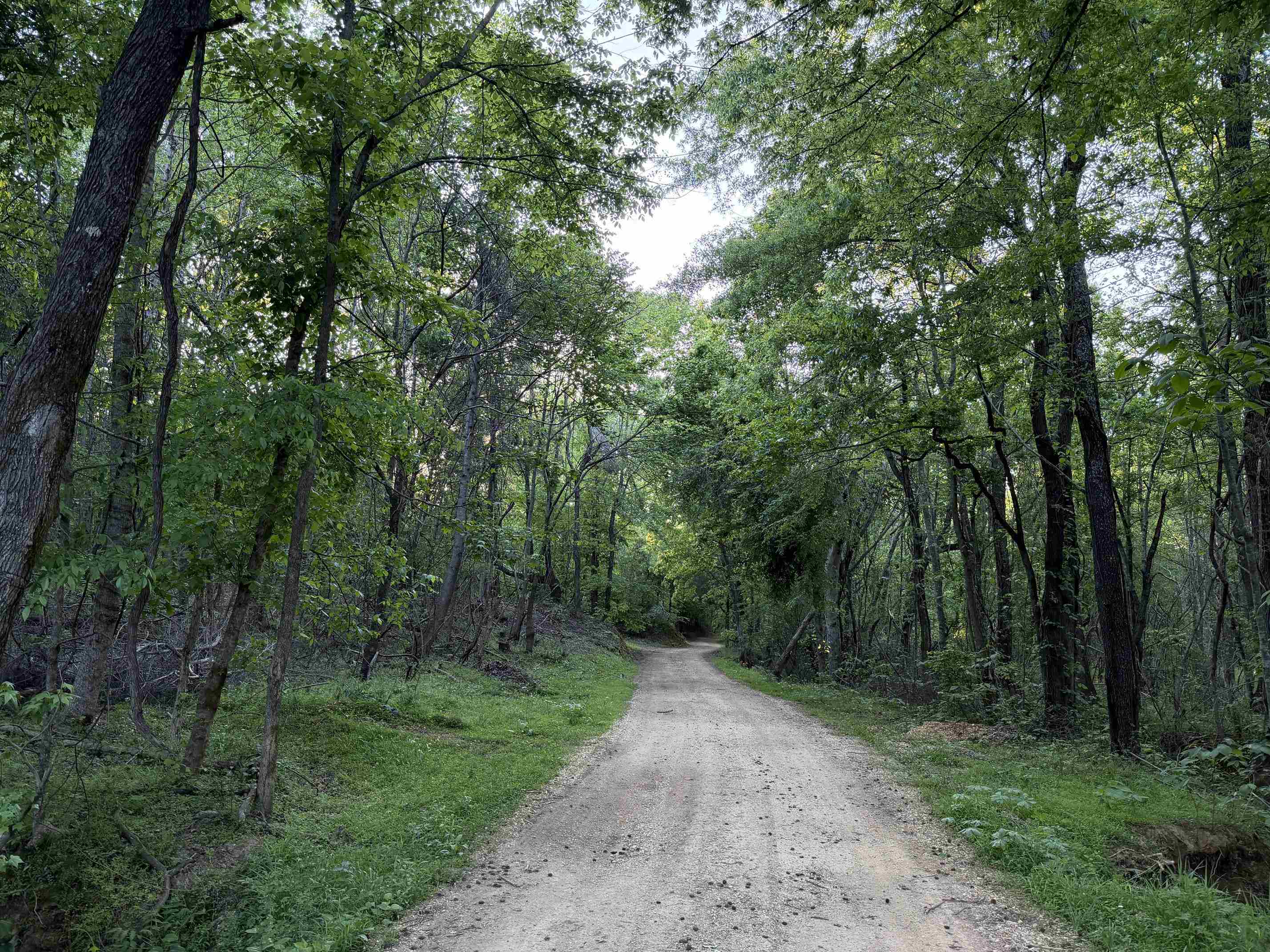 859 Cravens Road Savannah, TN 38372 - Photo 24 of 40 a view of a forest with trees in the background