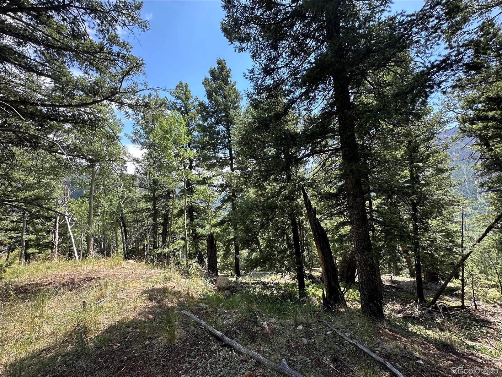 Tbd Calkins Del Norte, CO 81132 - Photo 2 of 10 a view of a forest filled with trees