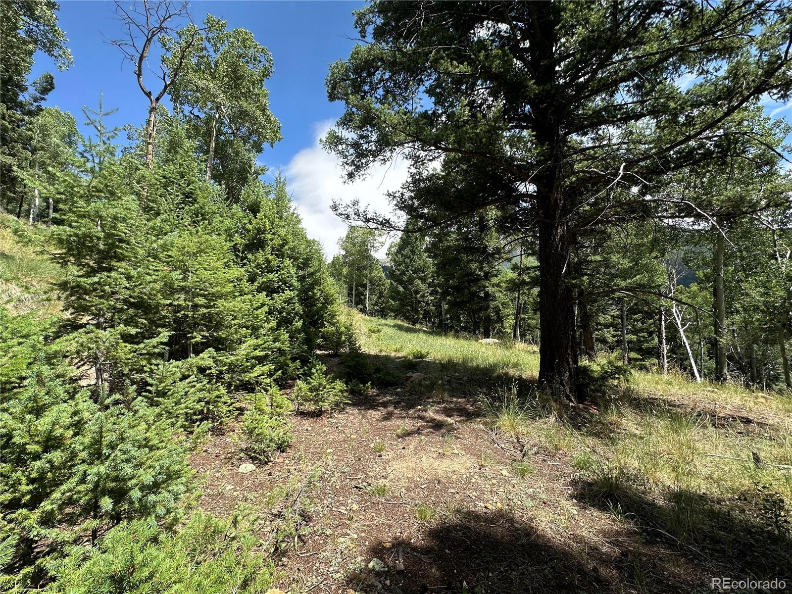 Tbd Calkins Del Norte, CO 81132 - Photo 6 of 10 a view of a forest with lots of trees