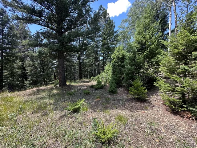 a view of a forest with trees in the background