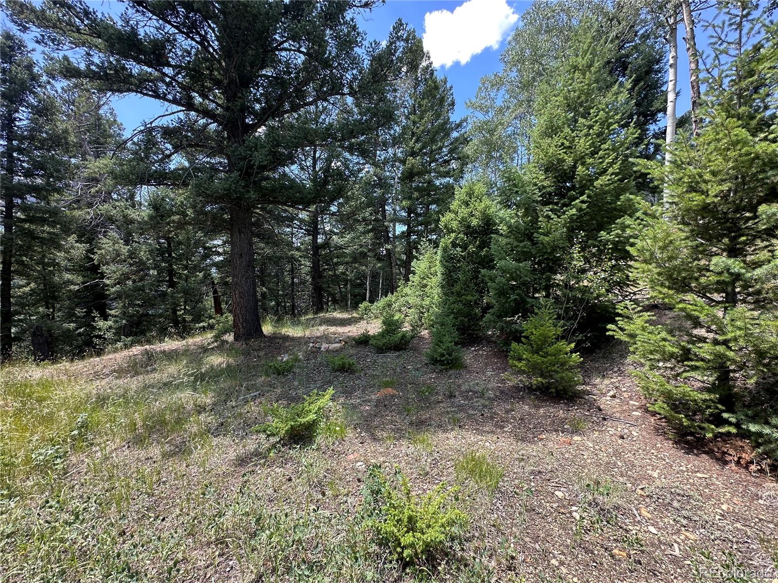Tbd Calkins Del Norte, CO 81132 - Photo 7 of 10 a view of a forest with trees in the background