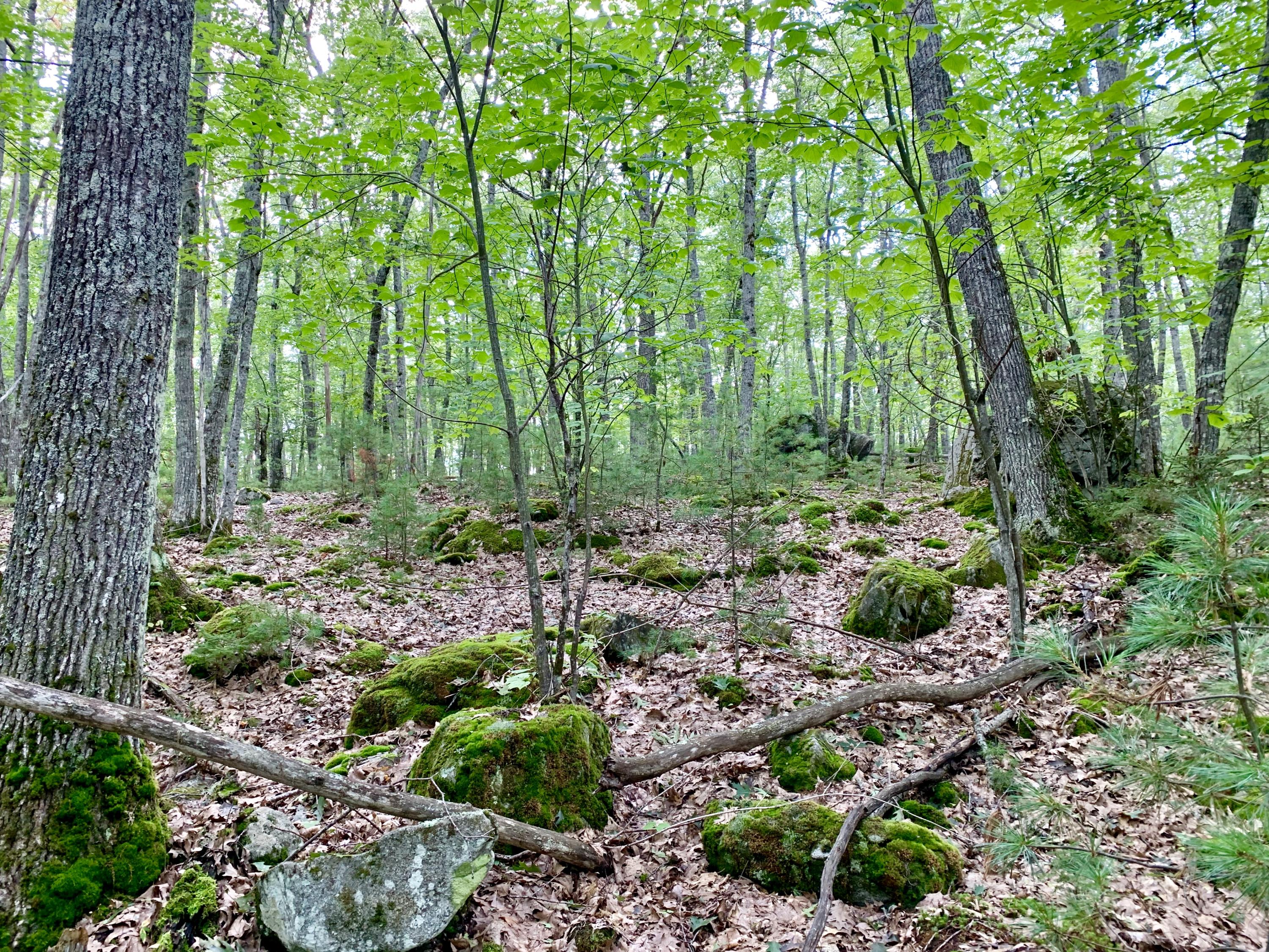 0 Leaches Point Road Orland, ME 04472 - Photo 11 of 23 20190912_185822065_iOS