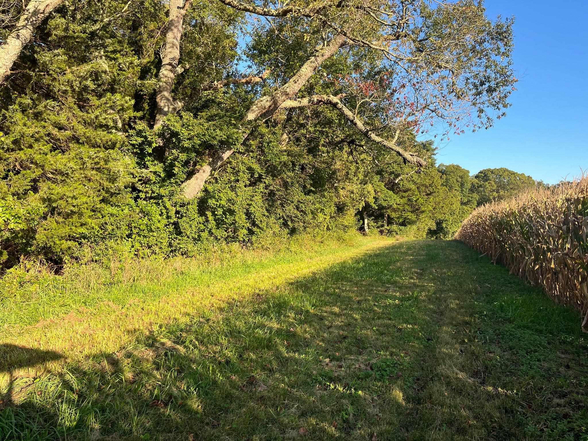 308 Willis Road Bridgeton, NJ 08302 - Photo 20 of 38 a view of a yard with a tree
