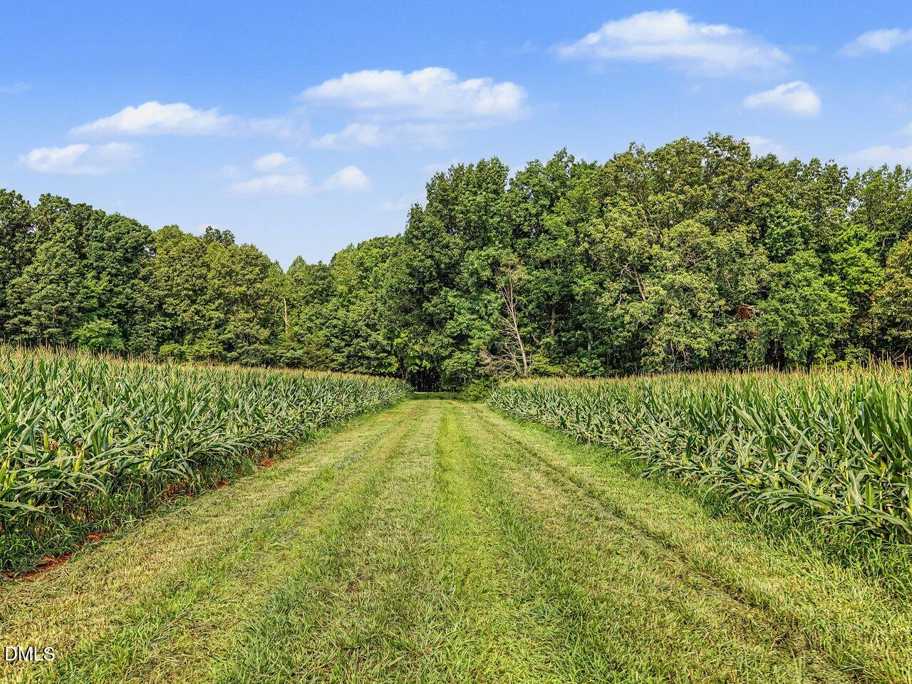 7793 Ridgeville Road Leasburg, NC 27291 - Photo 26 of 89 Miles of corn rows...