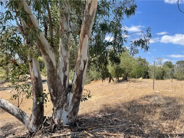 a view of a yard with trees