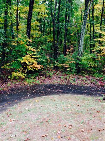 23 Pine Road Ashby, MA 01431 - Photo 3 of 17 a view of a yard with plants and large trees