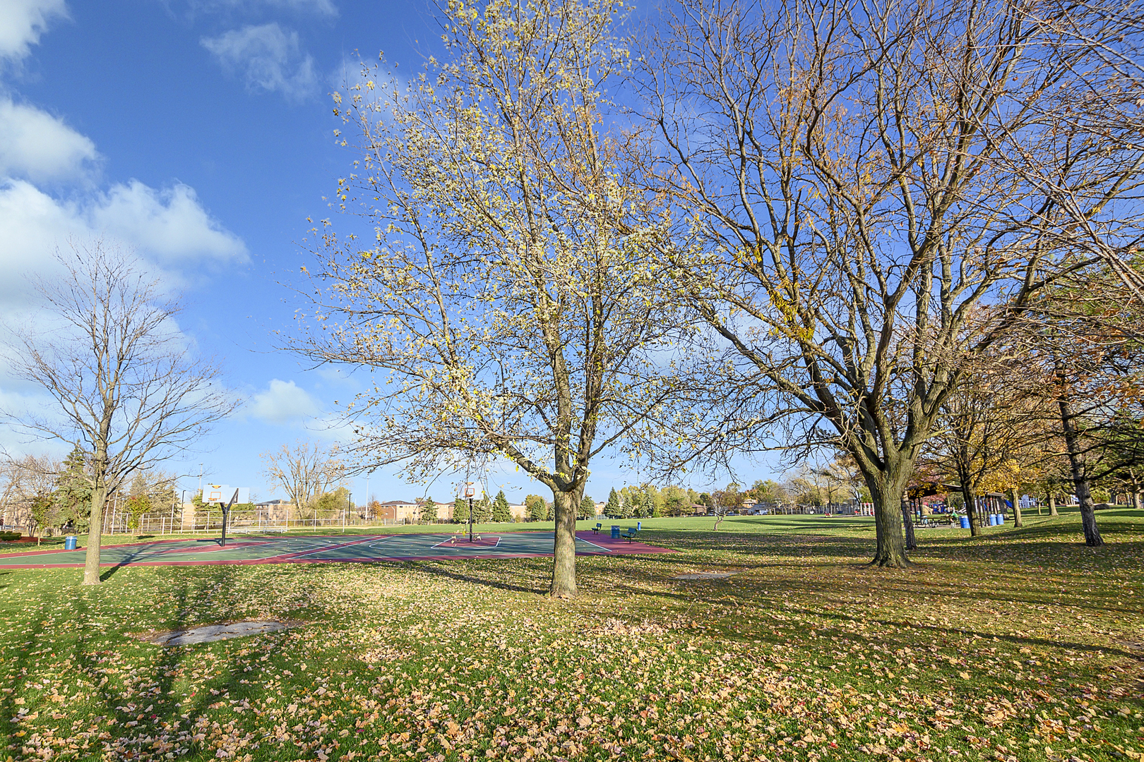 6243 Birmingham Street Chicago Ridge, IL 60415 - Photo 22 of 23 a view of a field with large trees