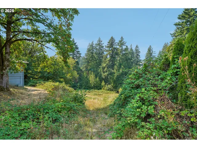 a view of a yard with plants and large trees