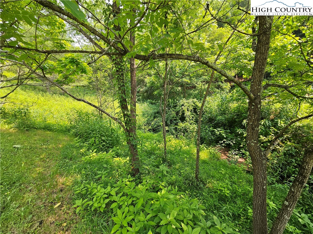 785 West Deep Ford Road Lansing, NC 28643 - Photo 20 of 21 a view of a yard with plants and large trees