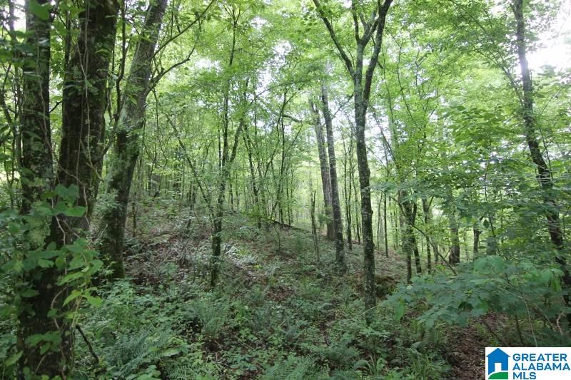 534 County Road, Unit 35± ACRES Woodland, AL 36280 - Photo 7 of 12