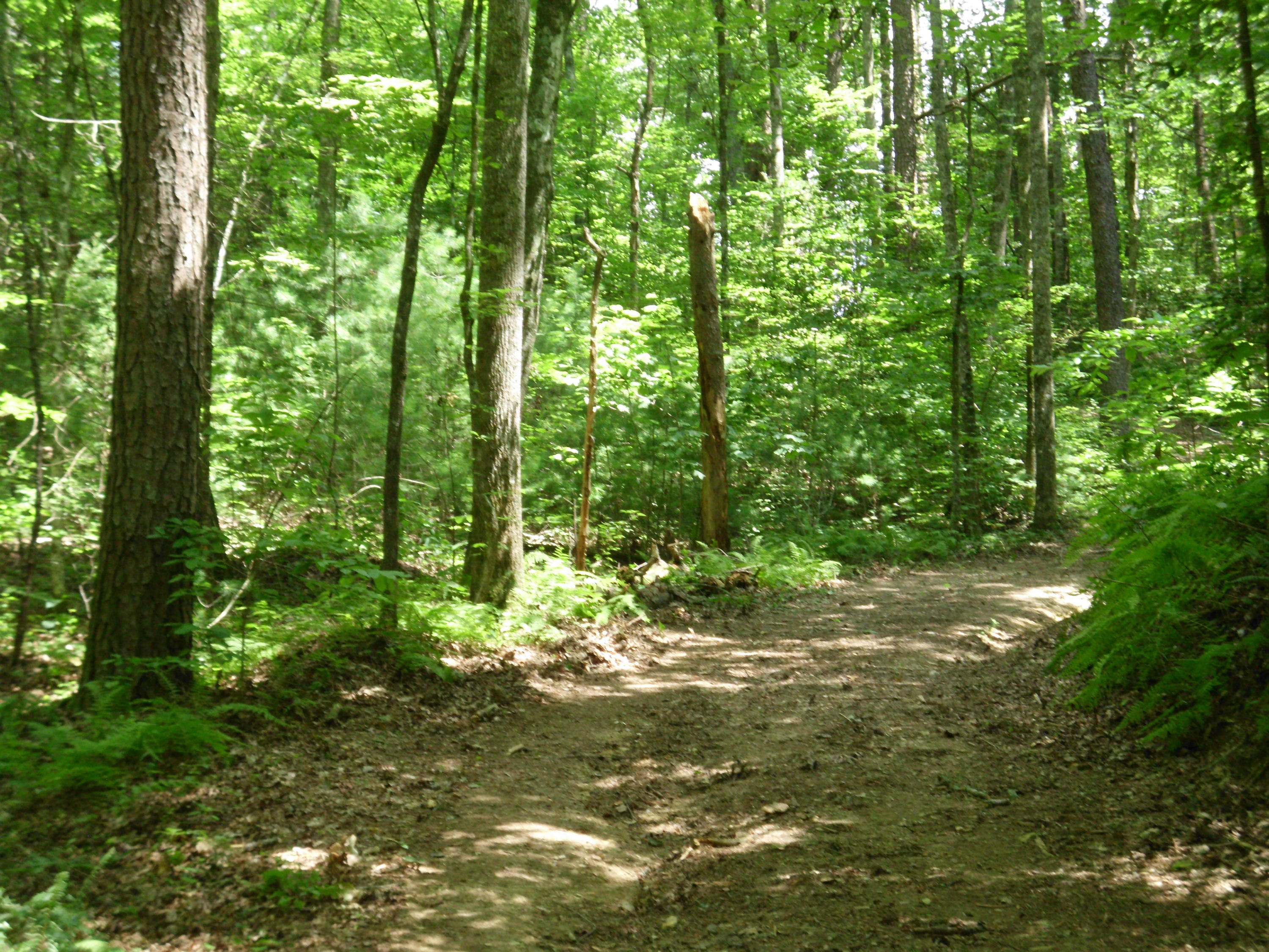 Tellico Reliance Road Tellico Plains, TN 37369 - Photo 5 of 17 SANY0005