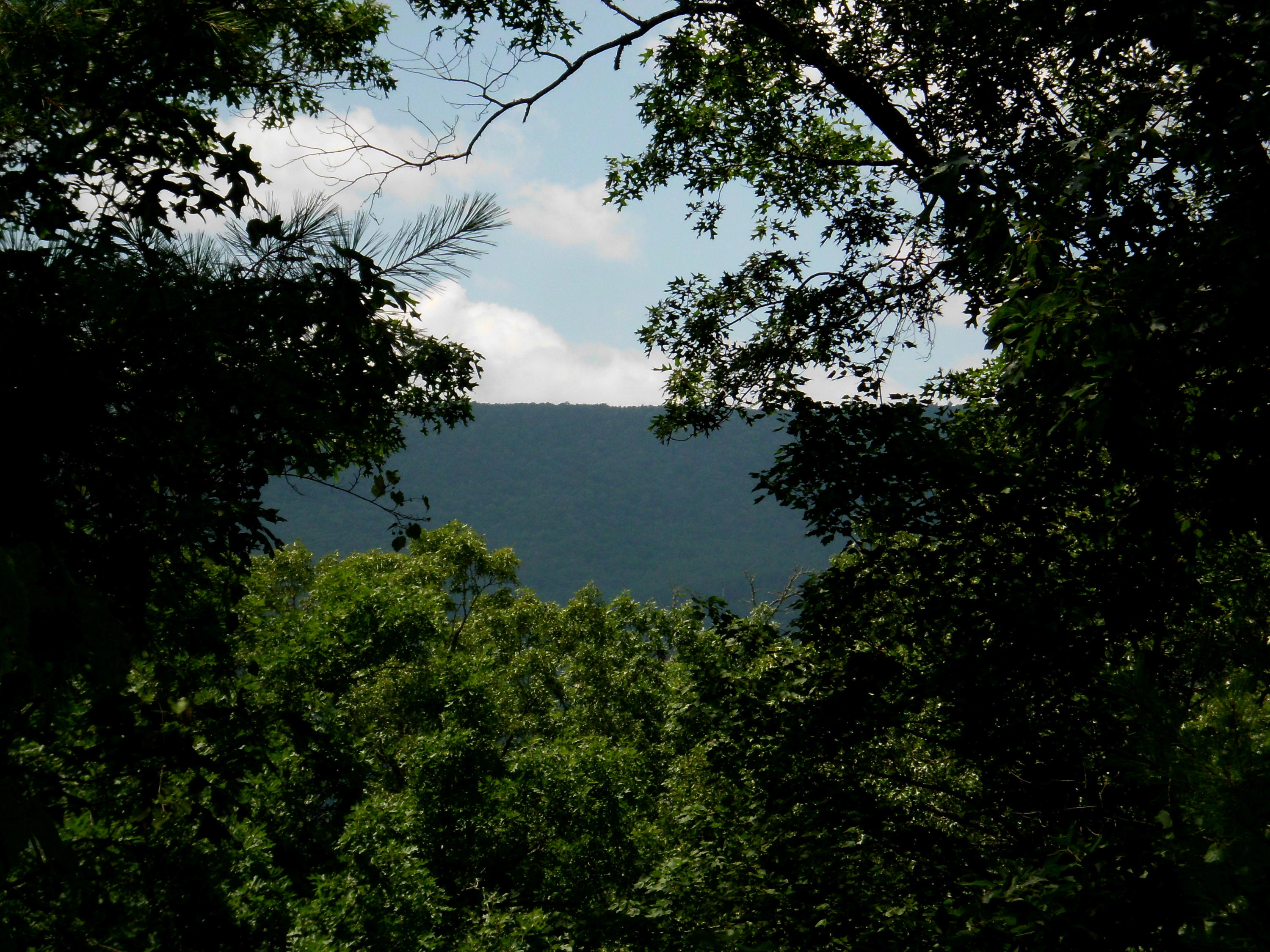 Tellico Reliance Road Tellico Plains, TN 37369 - Photo 10 of 17 SANY0010