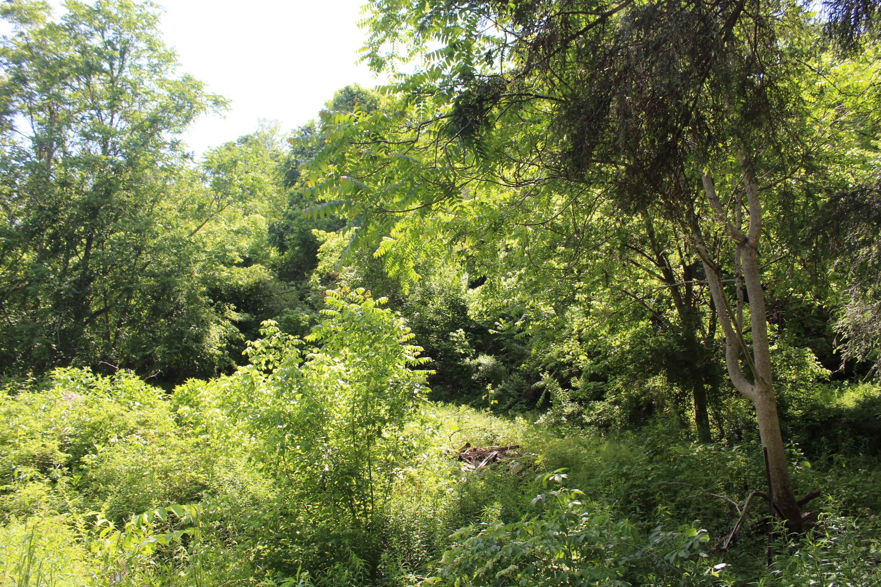3532 Left Poor Valley Road Jonesville, VA 24263 - Photo 25 of 46 IMG_2833