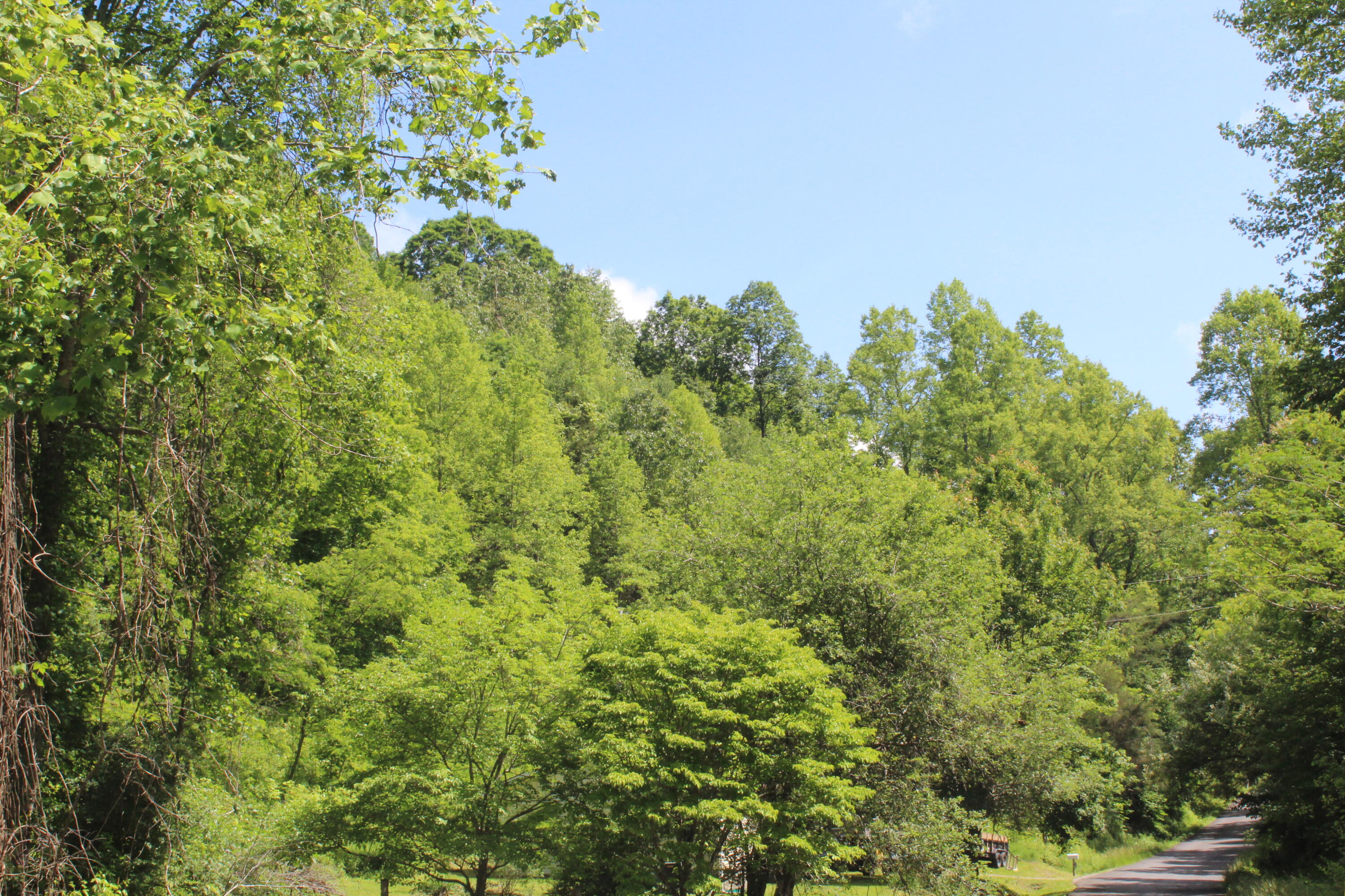 3532 Left Poor Valley Road Jonesville, VA 24263 - Photo 31 of 46 IMG_2839