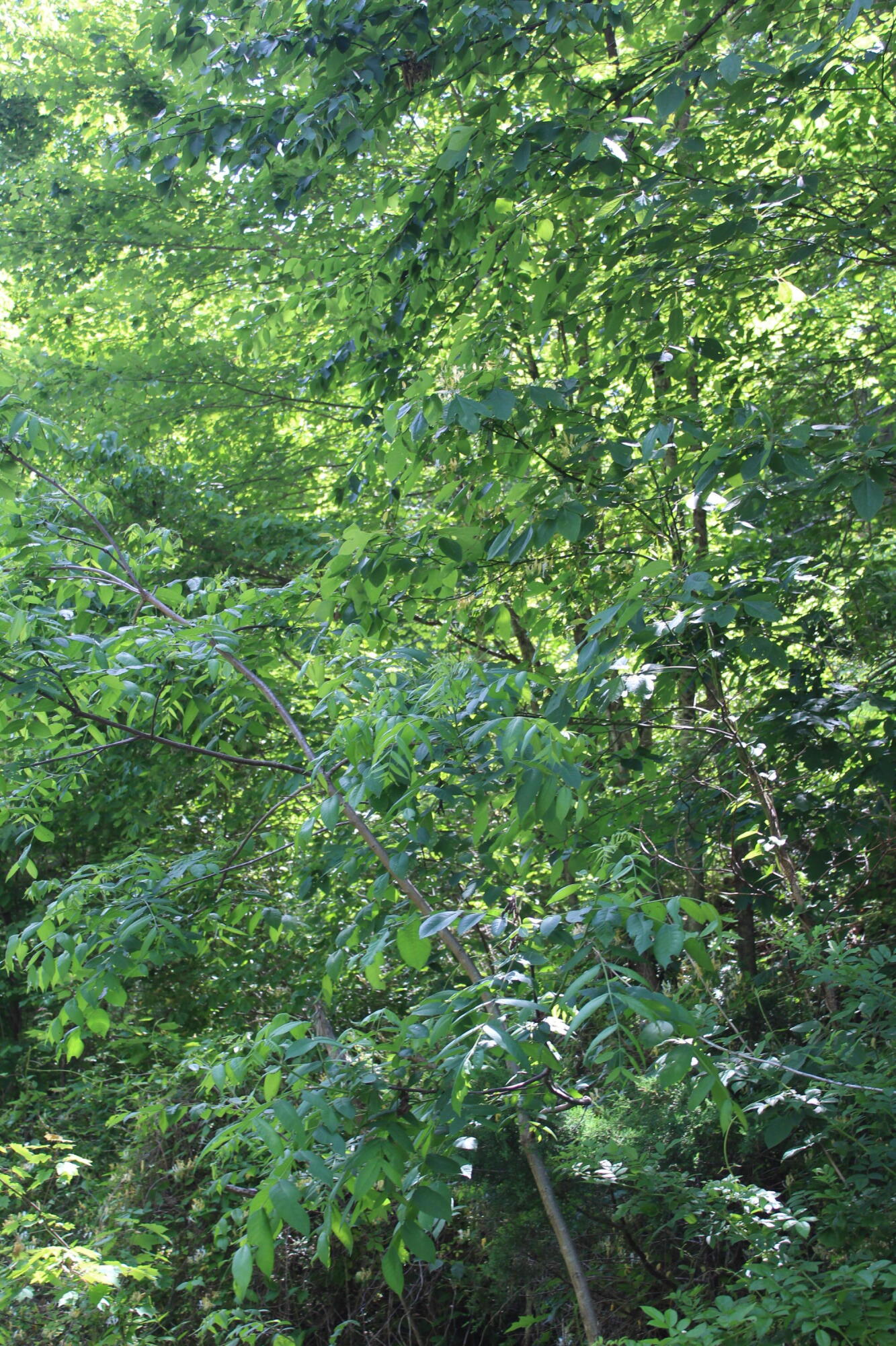 3532 Left Poor Valley Road Jonesville, VA 24263 - Photo 32 of 46 IMG_2840