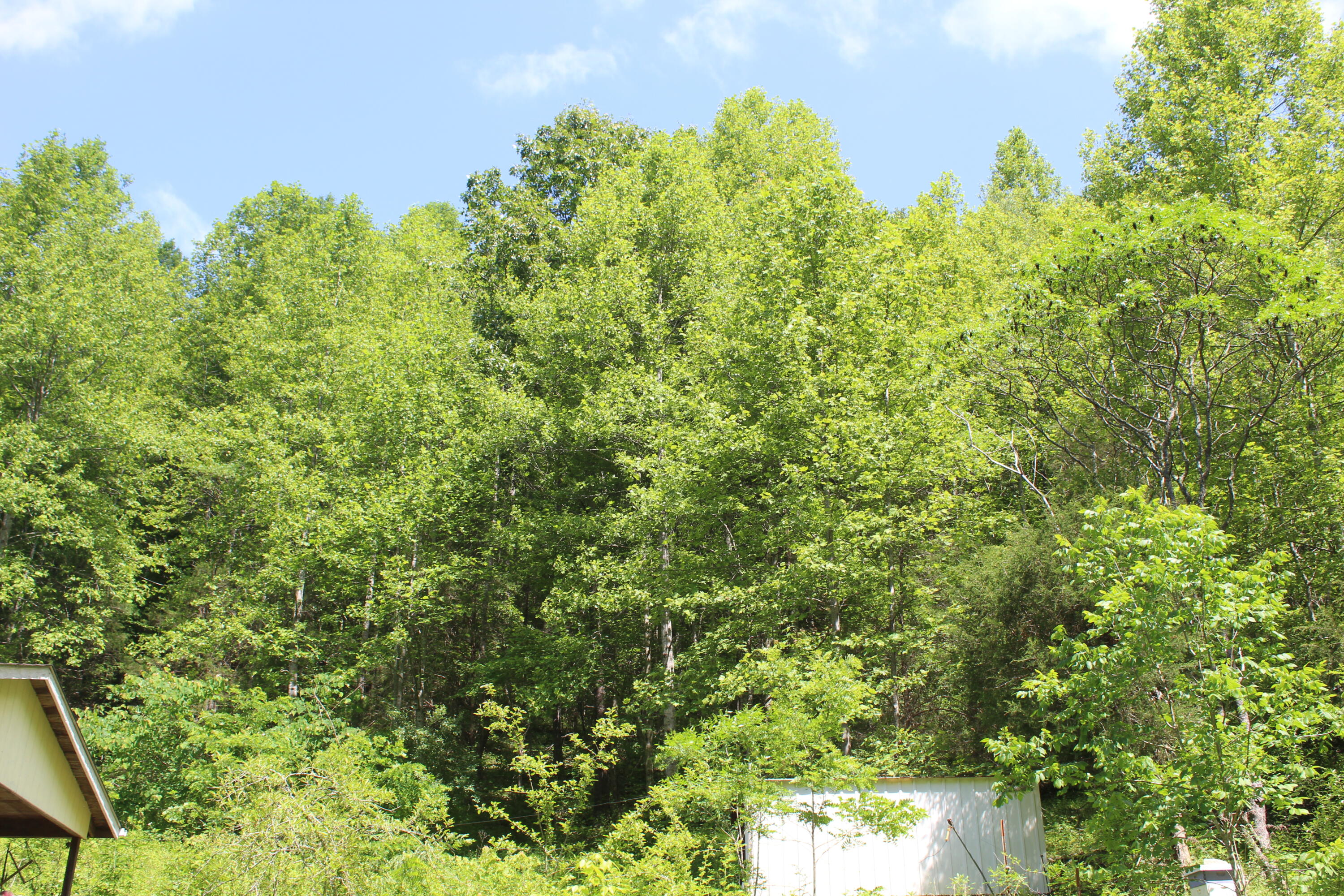 3532 Left Poor Valley Road Jonesville, VA 24263 - Photo 38 of 46 IMG_2846