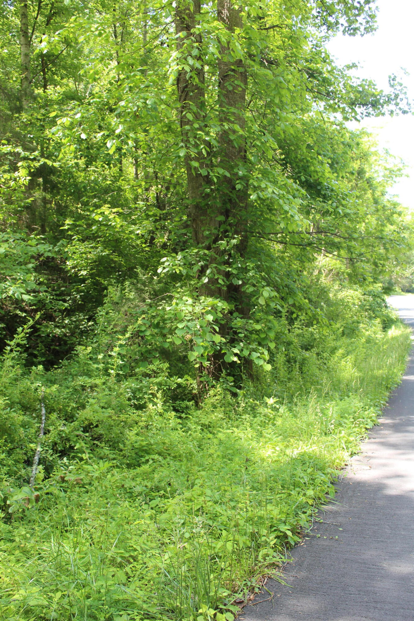 3532 Left Poor Valley Road Jonesville, VA 24263 - Photo 40 of 46 IMG_2848