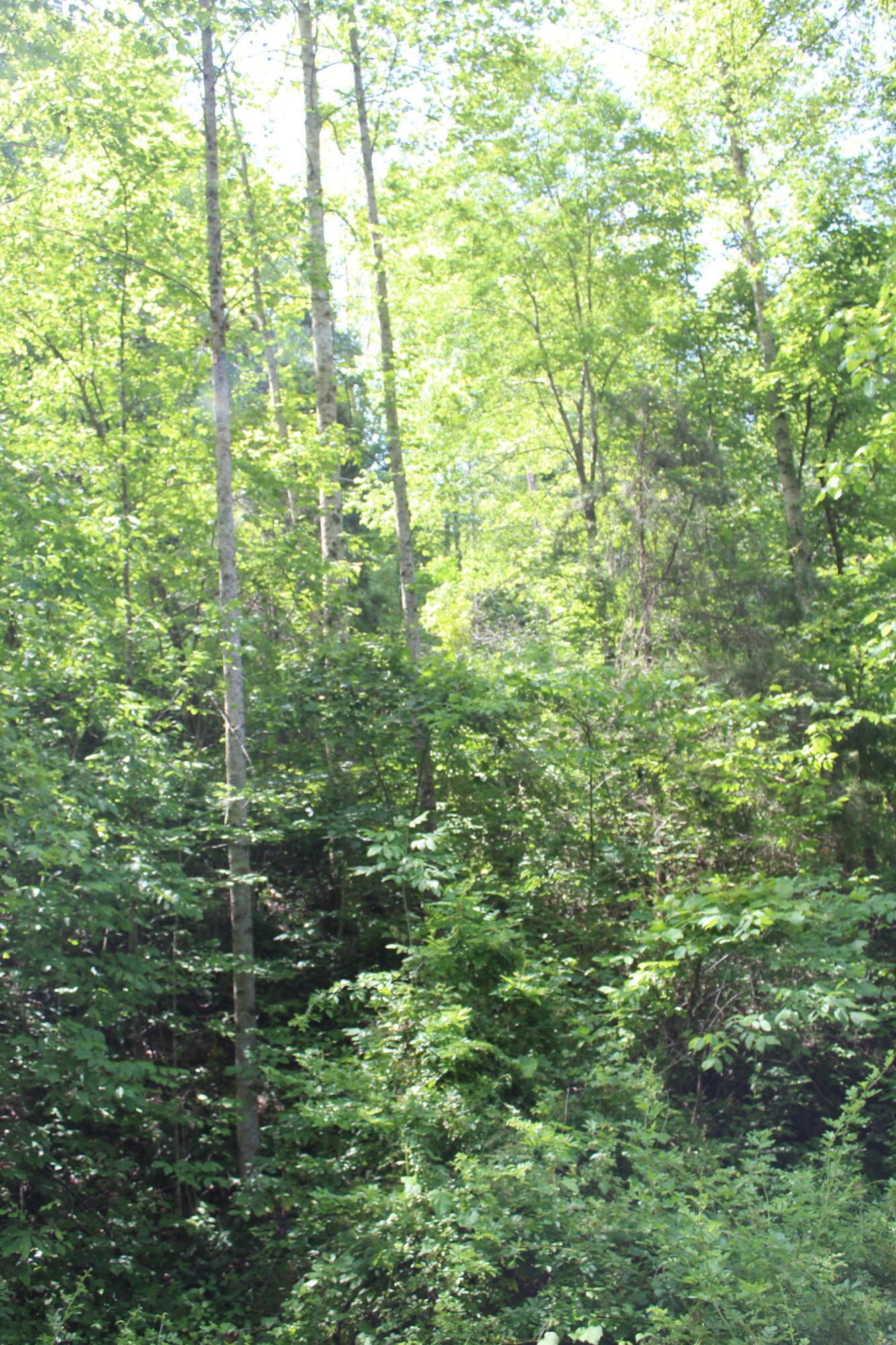 3532 Left Poor Valley Road Jonesville, VA 24263 - Photo 41 of 46 IMG_2849