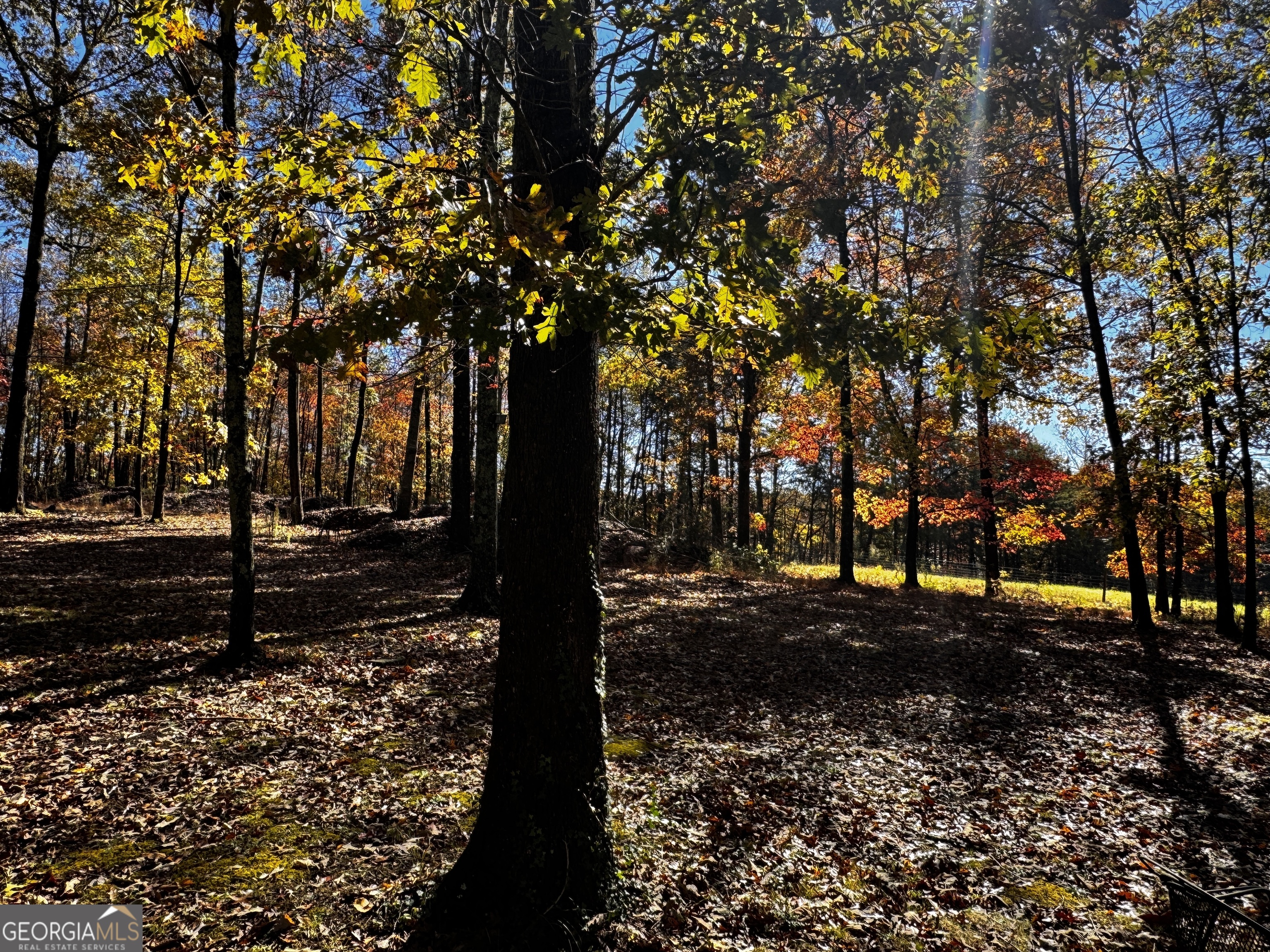 22 Ilene Drive Cleveland, GA 30528 - Photo 12 of 53 a tree in the middle of a yard