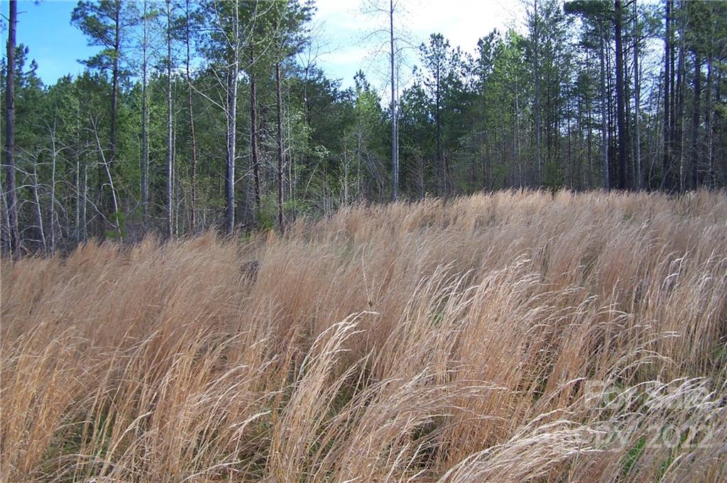 3 County Line Rd Mill Spring Rutherfordton, NC 28139 - Photo 3 of 7