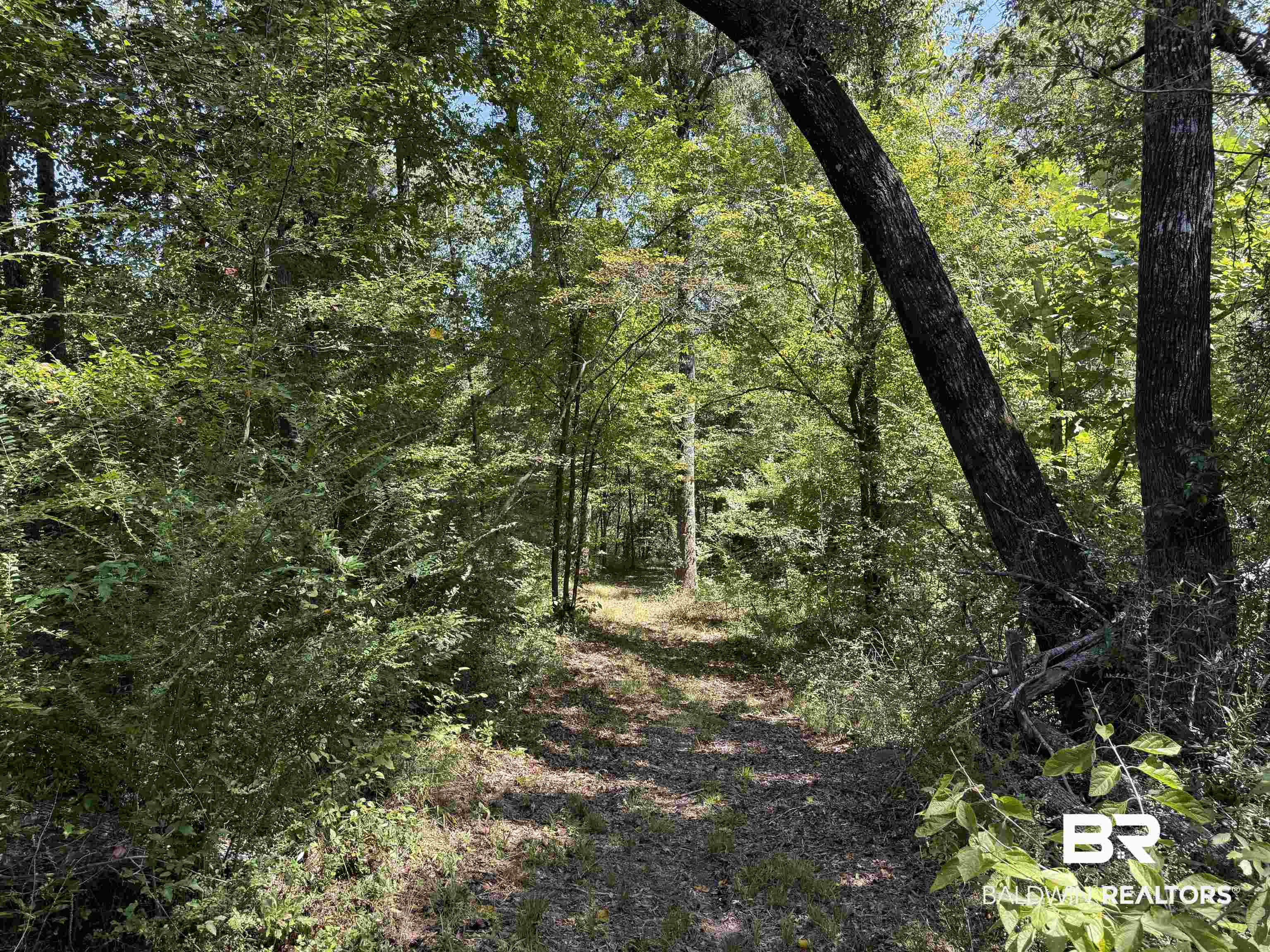 13850 Tallahatta Springs Road Thomasville, AL 36784 - Photo 10 of 27 View of woods