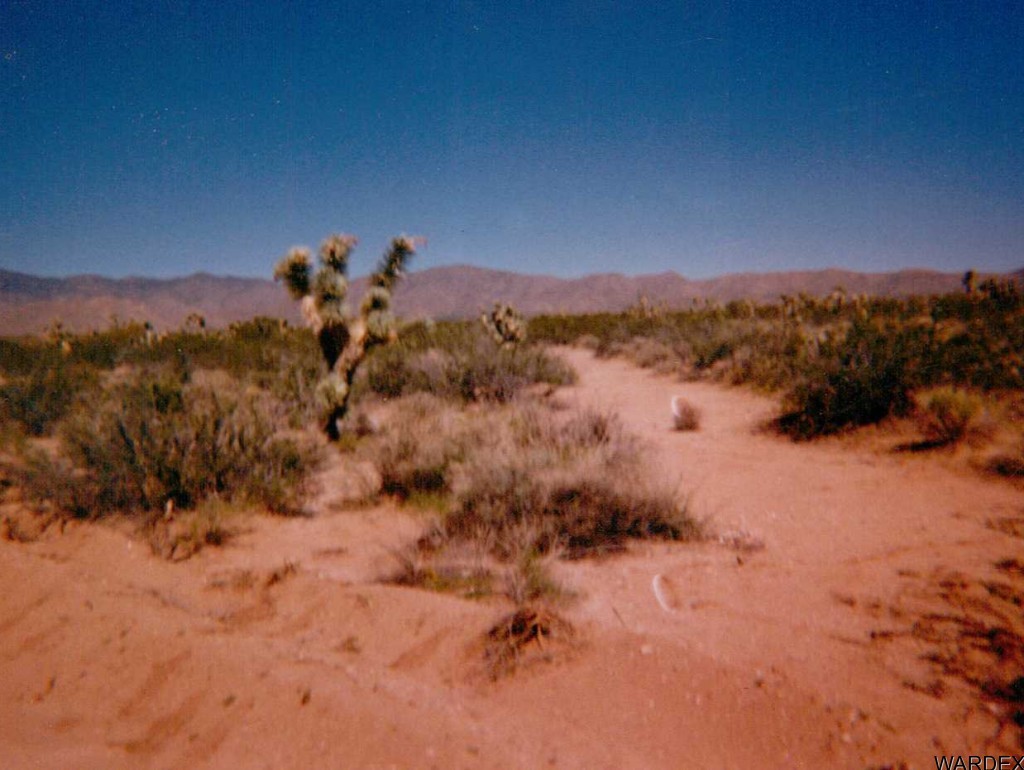 Primary Photo
