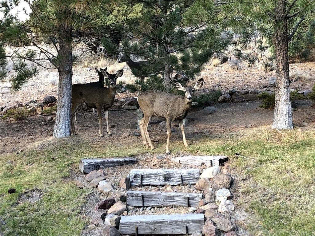 5214 Stag Mountain Road Weed, CA 96094 - Photo 32 of 32