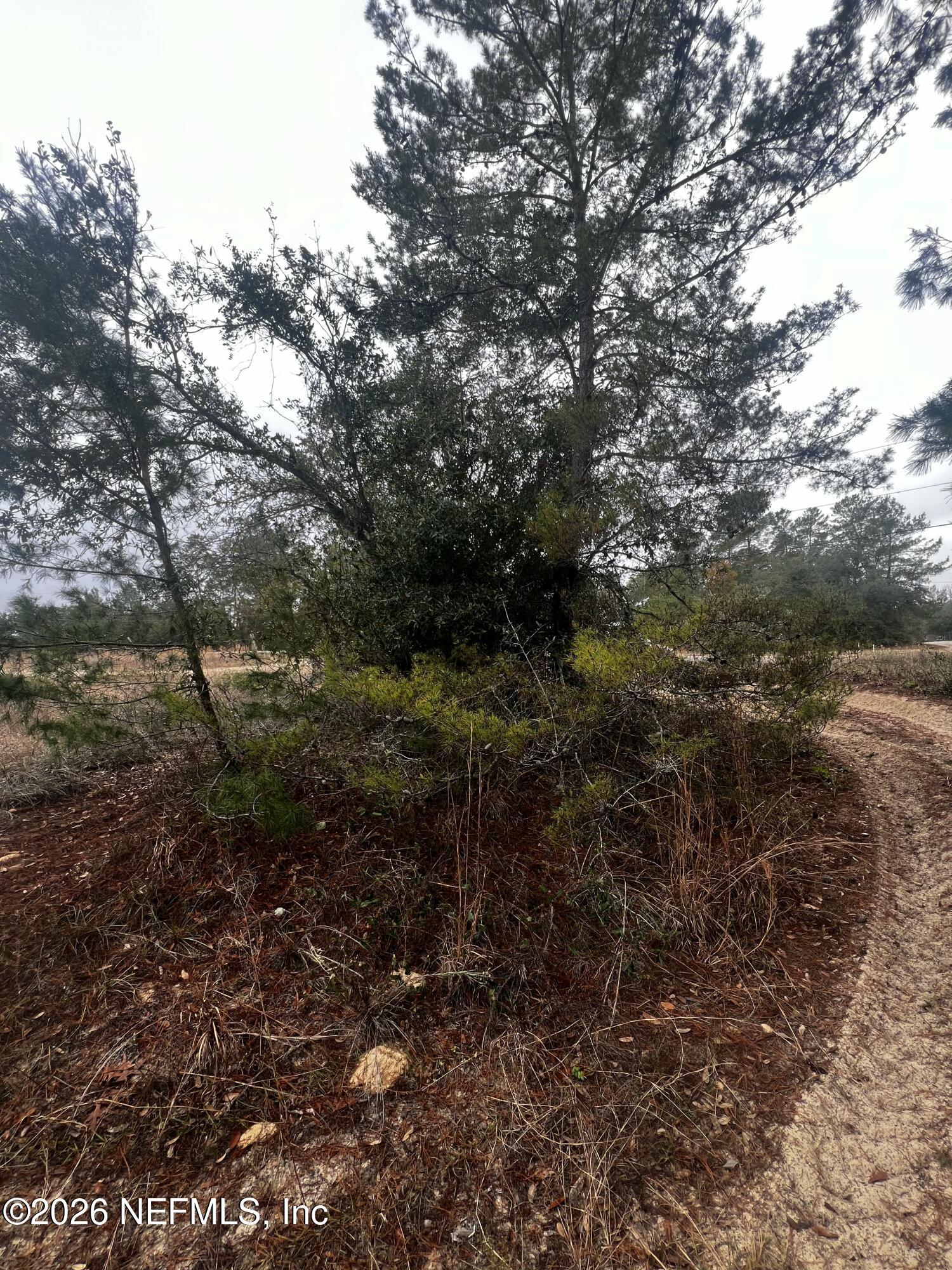 226 Ridge Road Satsuma, FL 32189 - Photo 18 of 61 IMG_0912