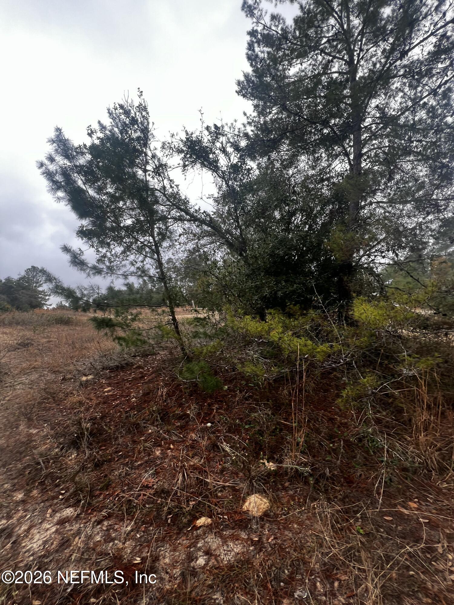 226 Ridge Road Satsuma, FL 32189 - Photo 5 of 61 IMG_0913