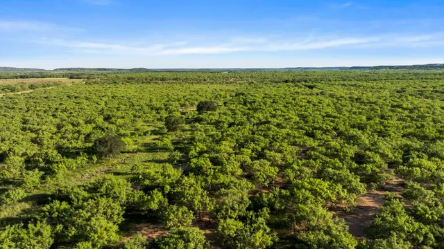 a view of a garden with a lake