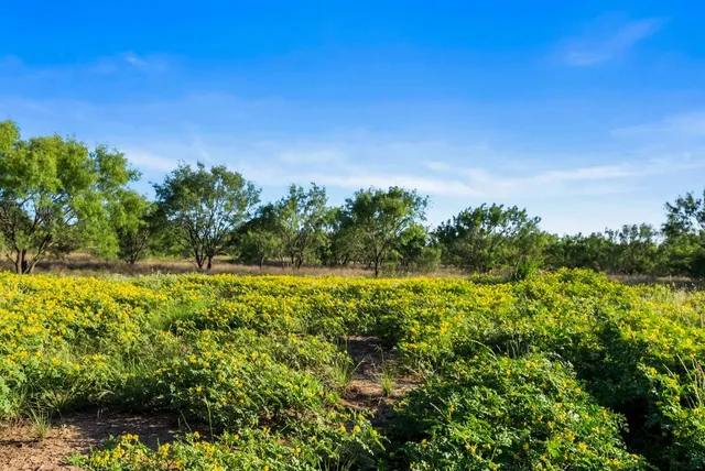 a view of a yard with plants and trees