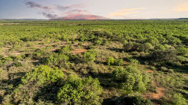a view of a garden from a yard