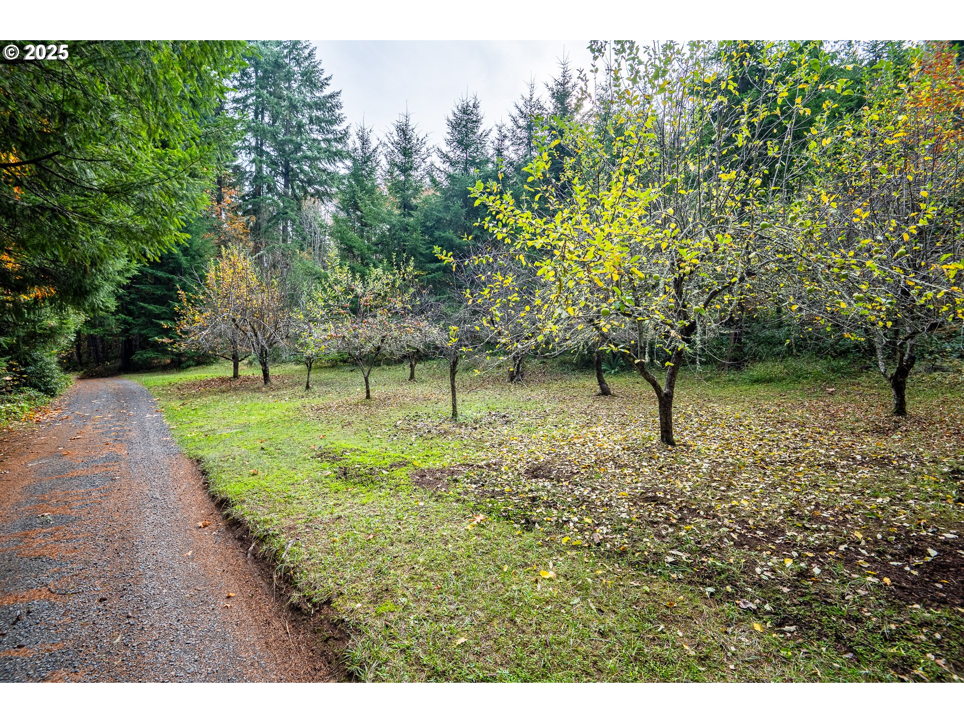 87250 Cedar Flat Road Springfield, OR 97478 - Photo 36 of 48 a view of a park with a tree