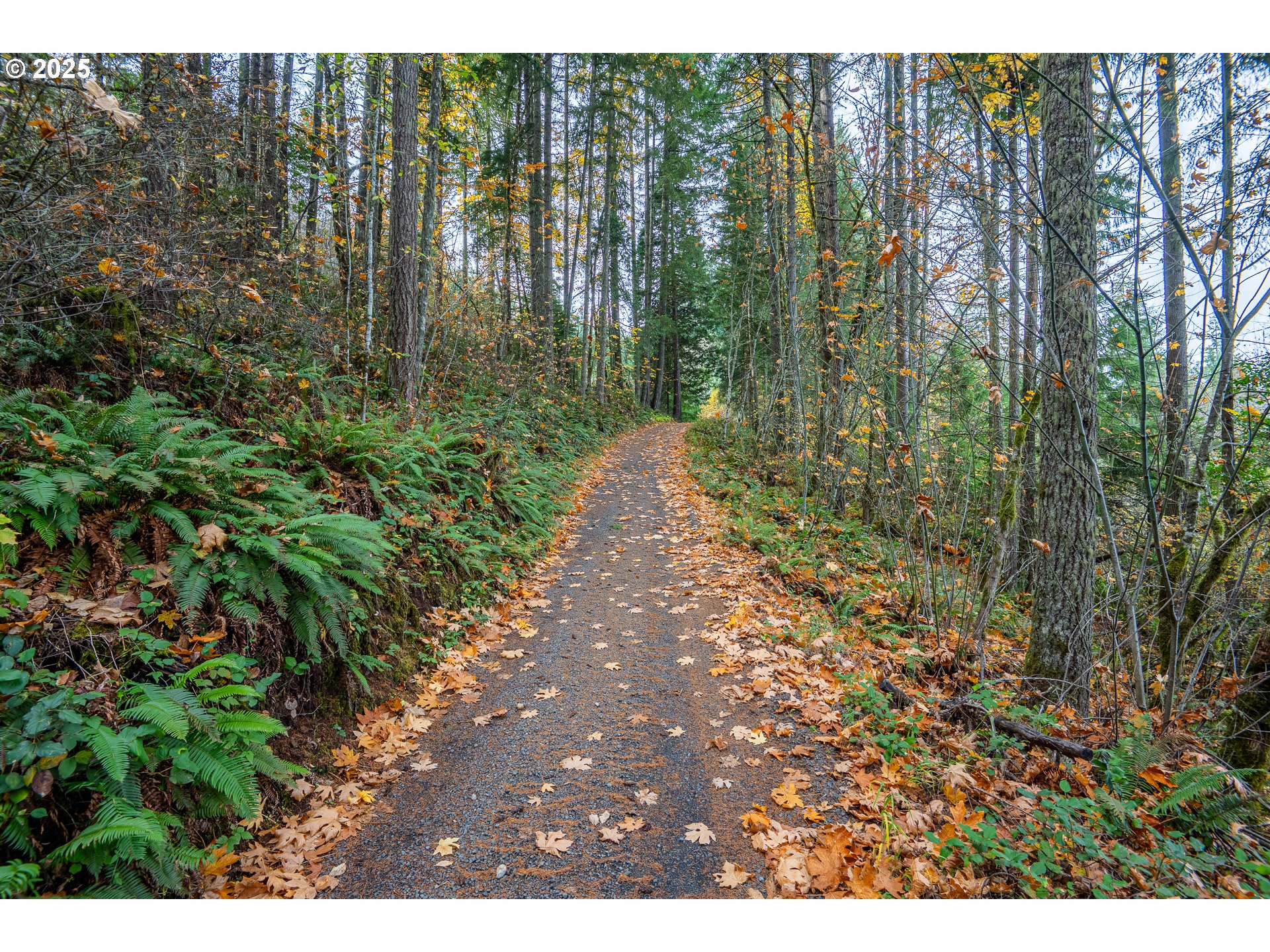 87250 Cedar Flat Road Springfield, OR 97478 - Photo 42 of 48 a picture of trees