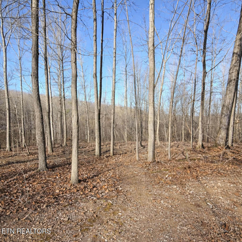 Lot 7 Bill West Road Ten Mile, TN 37880 - Photo 6 of 11 51a9b99b-1e77-4738-9313-f5aab74b2e13