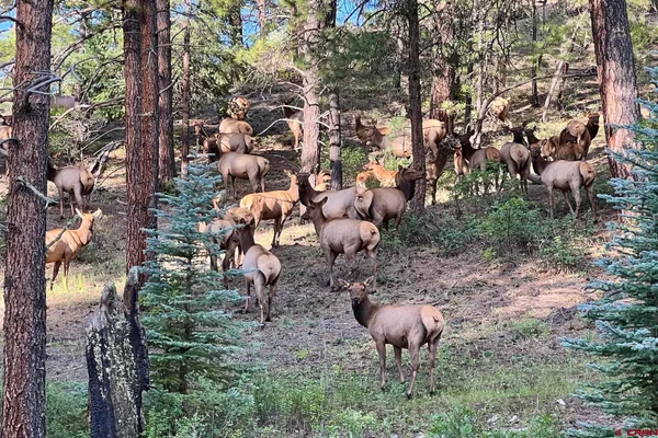 $8,950,000 | 3101 Hidden Valley Drive, Pagosa Springs, CO 81147