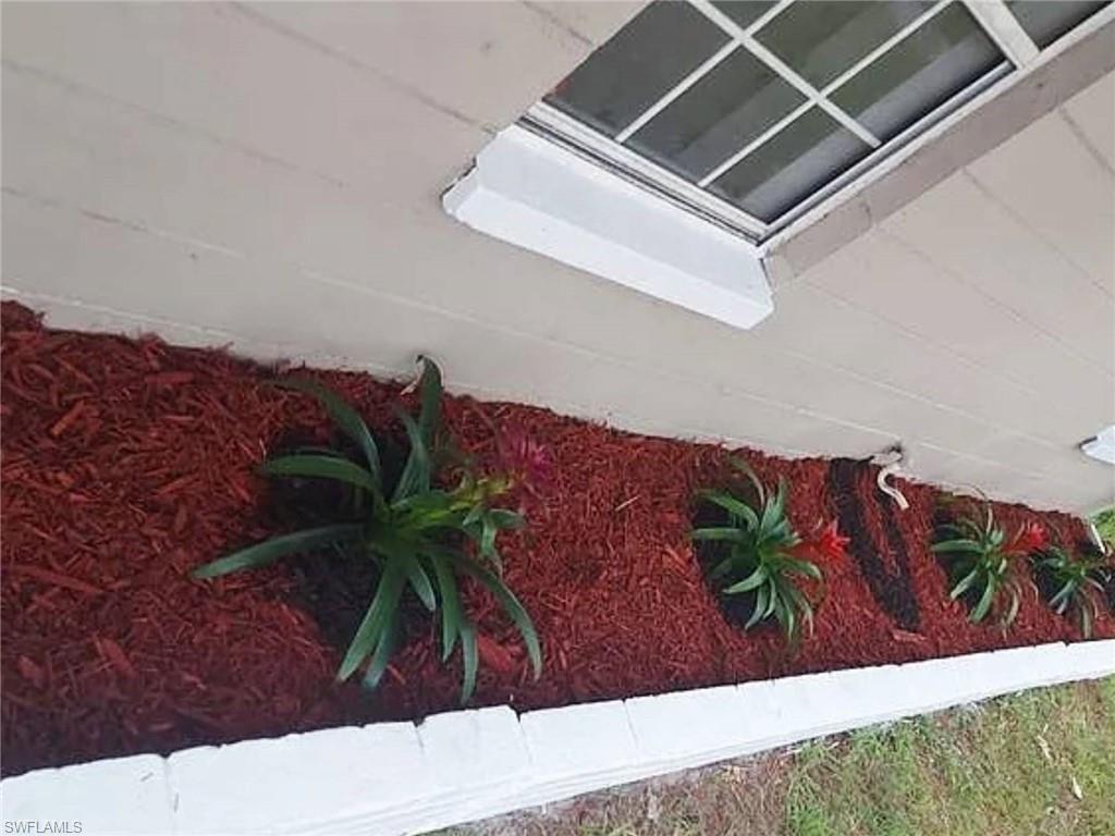 216 Maria Street Fort Myers, FL 33916 - Photo 3 of 19 a close up of a potted plant