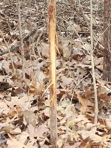 $650,000 | 0 Mette Road, Moscow Mills, MO 63362