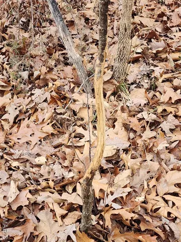 $650,000 | 0 Mette Road, Moscow Mills, MO 63362