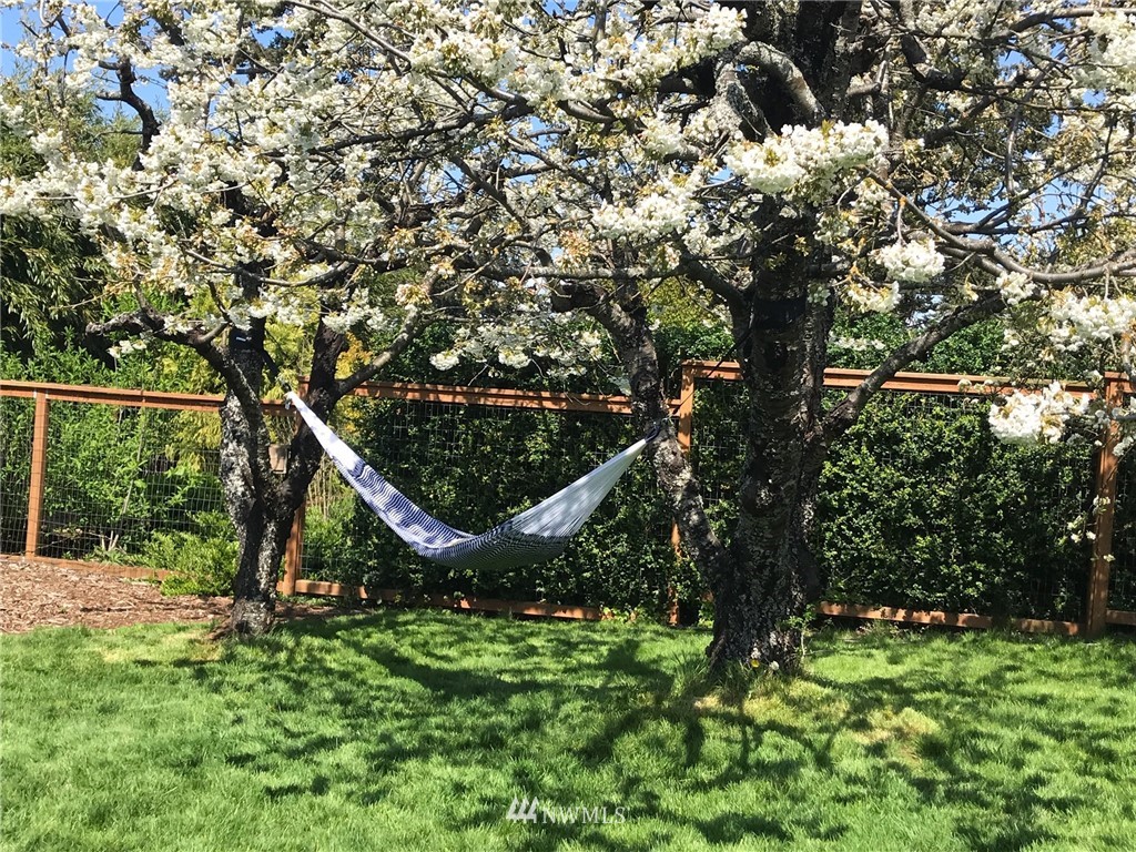 530 Briar Road Bellingham, WA 98225 - Photo 37 of 40 a view of a park with large trees