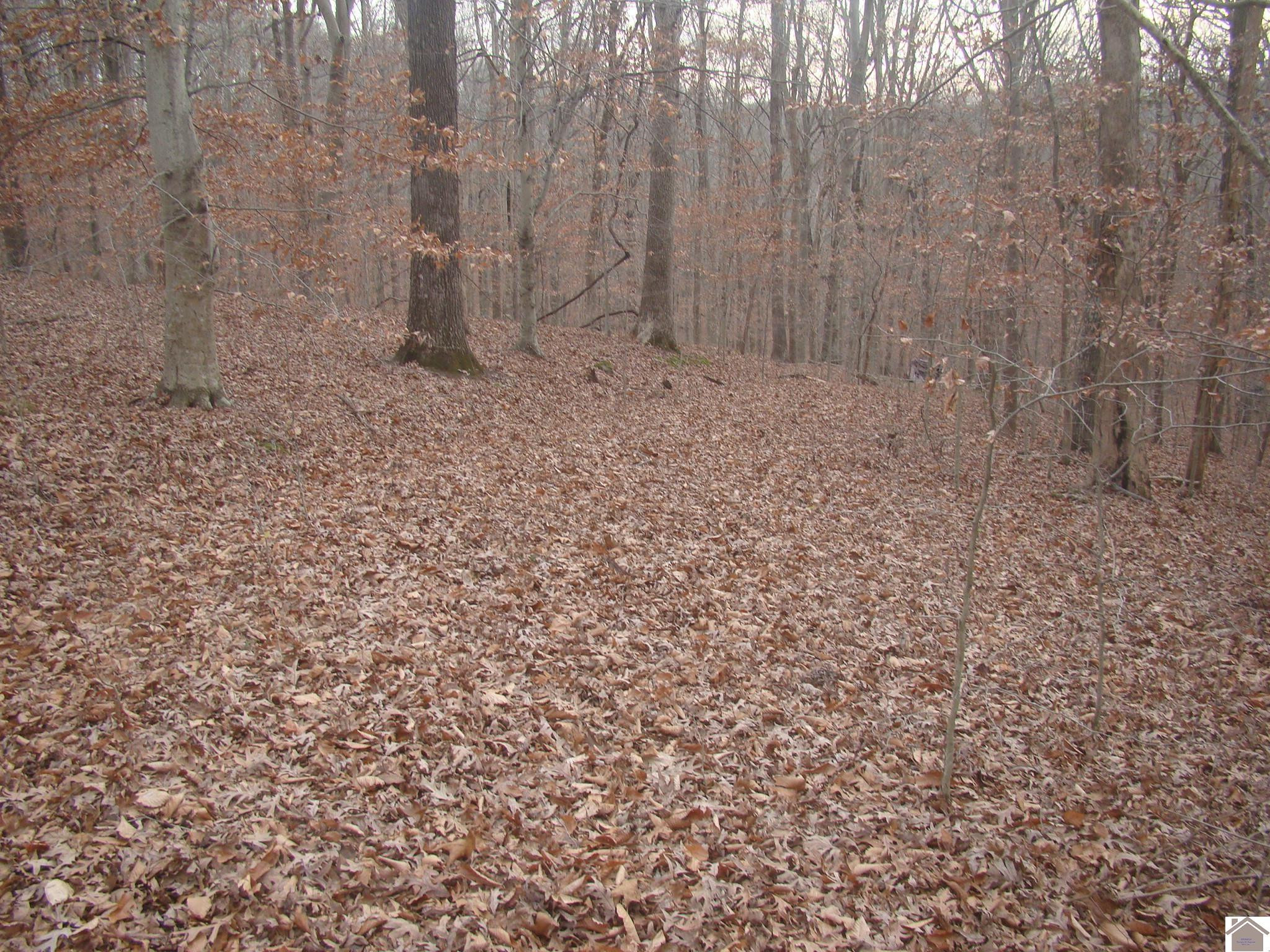 50 Alexander Road Cadiz, KY 42211 - Photo 1 of 1 Photo 1