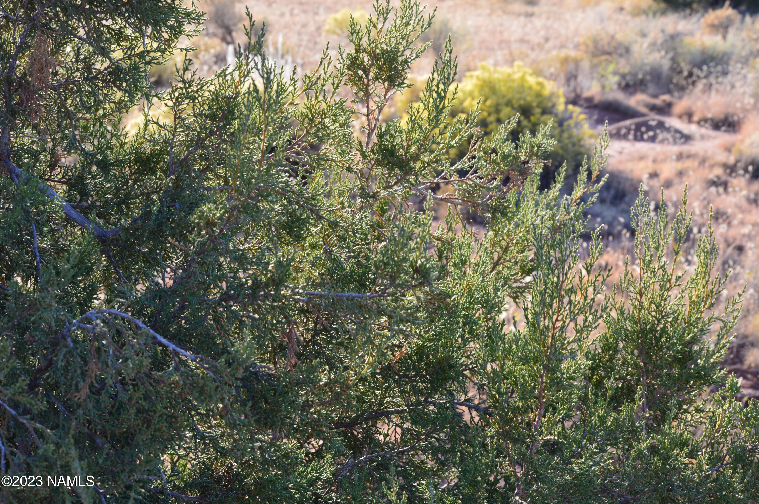 3699 Palmdale Road, Unit 11 Williams, AZ 86046 - Photo 8 of 10 DSC_0172